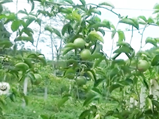Cao Bằng: Đa dạng hóa sản phẩm từ quả chanh leo